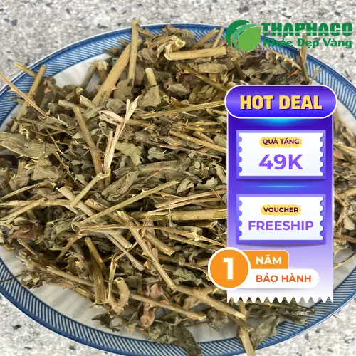 Nguồn gốc cà gai leo sạch tại THAPHACO