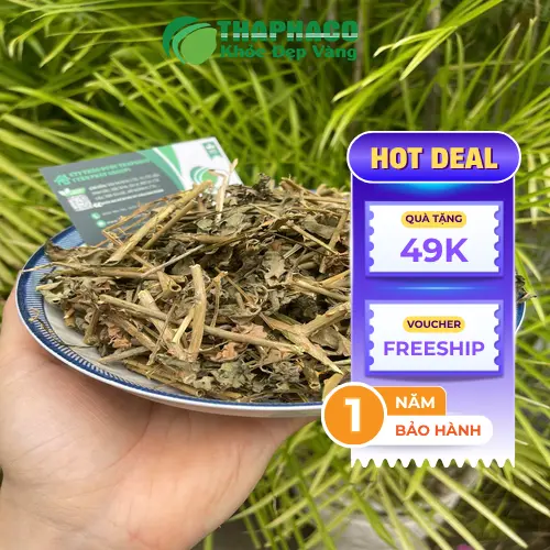Những lưu ý quan trọng khi sử dụng cà gai leo