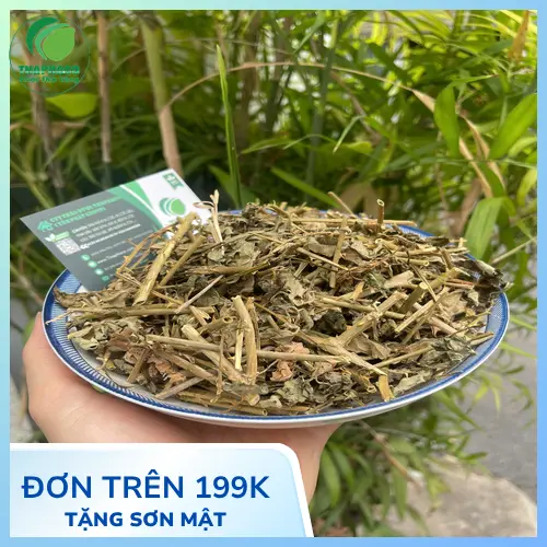 Cách dùng cà gai leo sấy khô đúng cách