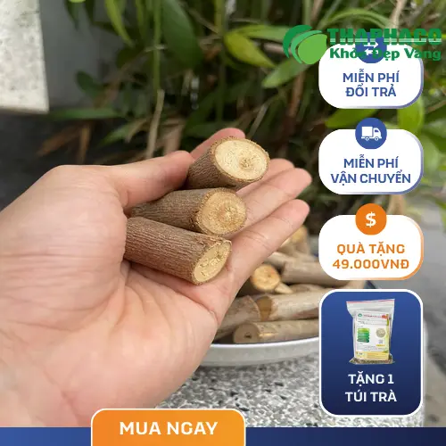 Lợi ích của cây An Xoa với gan và tiêu hóa