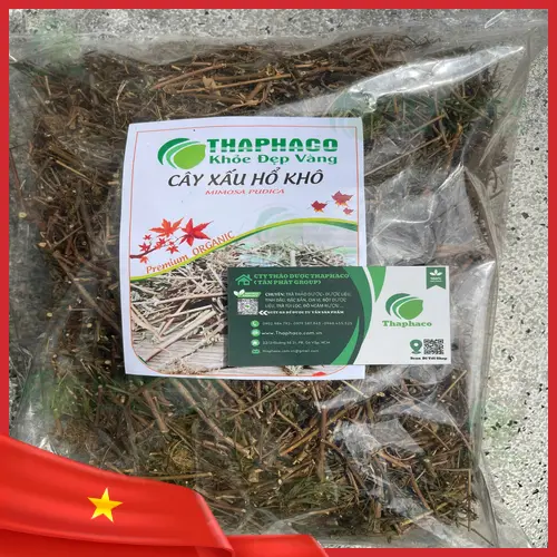 Thân và lá cây xấu hổ khô