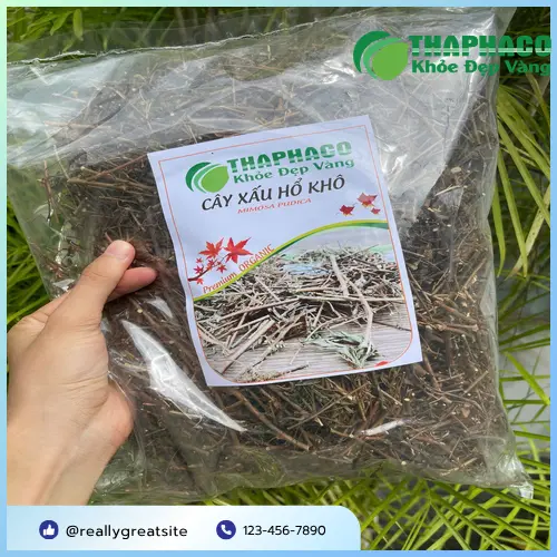 Sử dụng cây xấu hổ trong các bài thuốc YHCT