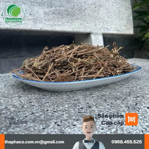 Người dùng đang sắc cây xấu hổ để lấy nước uống.