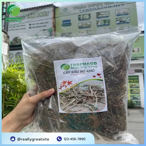 Thân và rễ cây xấu hổ đã được sơ chế