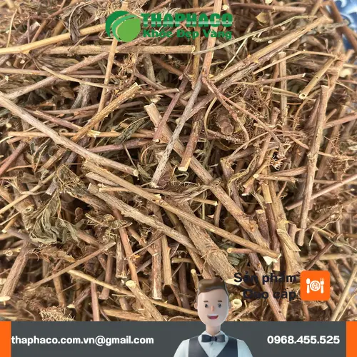 Một chén trà từ cây xấu hổ