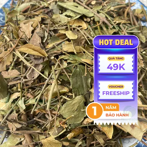 Kho chứa chè vằng khô số lượng lớn của THAPHACO