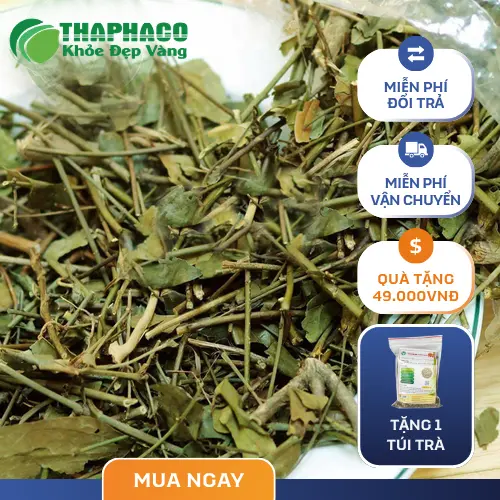 Chè Vằng hỗ trợ lợi sữa cho mẹ sau sinh