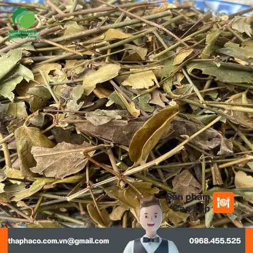 Quy trình đóng gói chè vằng khô tại THAPHACO