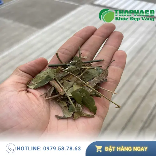 THAPHACO cung cấp chè vằng khô chất lượng
