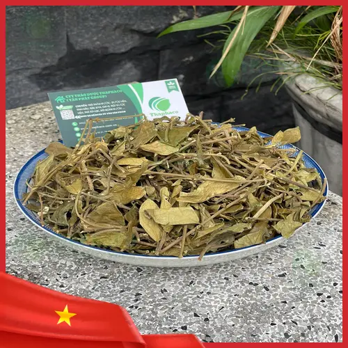 Cần thận trọng khi sử dụng Dây Thìa Canh để tránh tác dụng phụ.