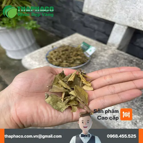 Trà Dây Thìa Canh khô đã qua chế biến tại THAPHACO