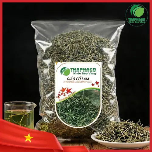 Hình ảnh cây Giảo Cổ Lam tươi