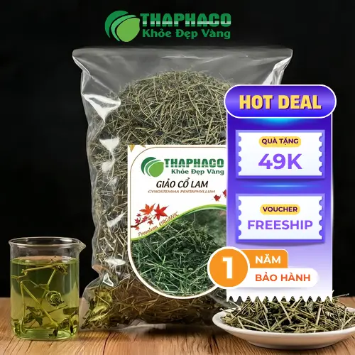 Hình ảnh cây giảo cổ lam khô chất lượng