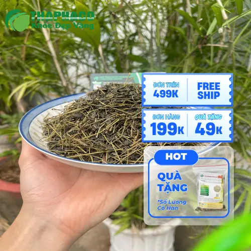Giảo Cổ Lam loại 1 sấy khô hiện đại tại THAPHACO