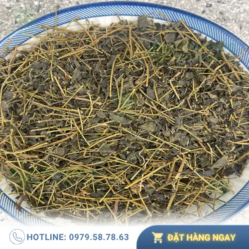 Công dụng của Giảo Cổ Lam