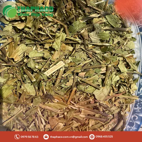 THAPHACO - Địa chỉ mua lá hoàn ngọc khô uy tín