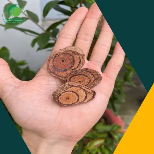 Kiểm tra trực quan Kê Huyết Đằng khô để phát hiện dấu hiệu mốc hoặc mối mọt