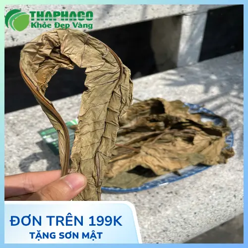 Bảo quản Lá Khôi Tía khô ở nơi tránh ánh nắng trực tiếp