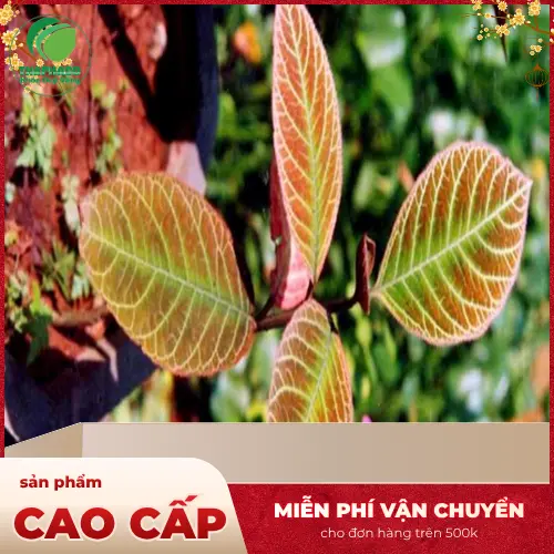 Bảo quản Lá Khôi Tía khô đúng cách