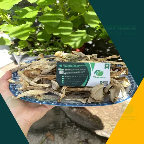 Sơ chế nấm lộc nhung tươi đúng cách để giữ dưỡng chất