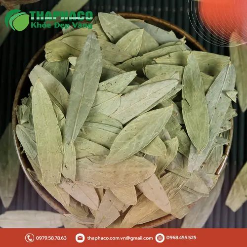 Quy trình sơ chế Phan Tả Diệp đạt chuẩn tại THAPHACO