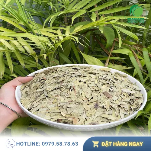 Cách dùng Phan Tả Diệp an toàn và đúng liều lượng