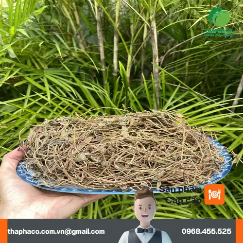 Sài Đất phơi khô chuẩn bị sơ chế