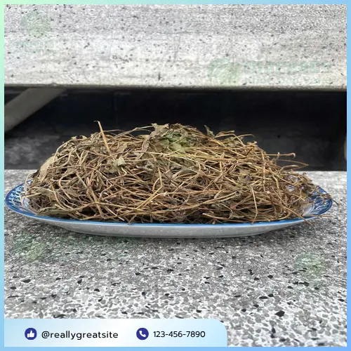 Sài đất có thể tương tác với thuốc tây