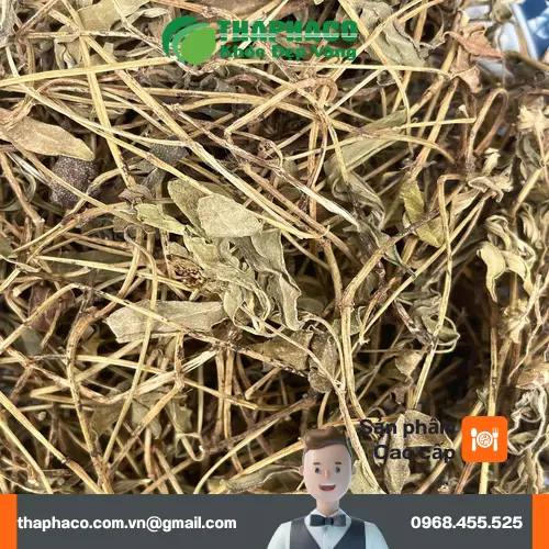 Sài đất sấy khô được bảo quản đúng cách