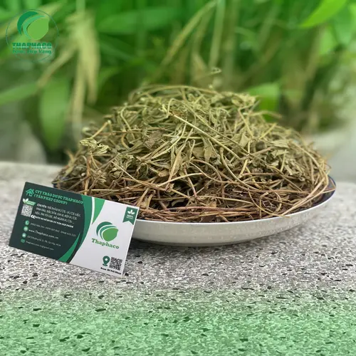 Cách dùng Sài Đất khô hiệu quả và an toàn.