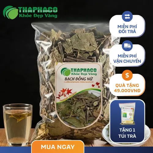 Cây bạch đồng nữ tự nhiên