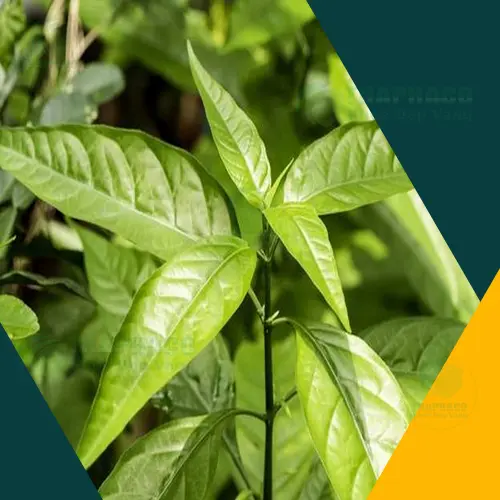 Công dụng hỗ trợ của lá Hoàn Ngọc khô