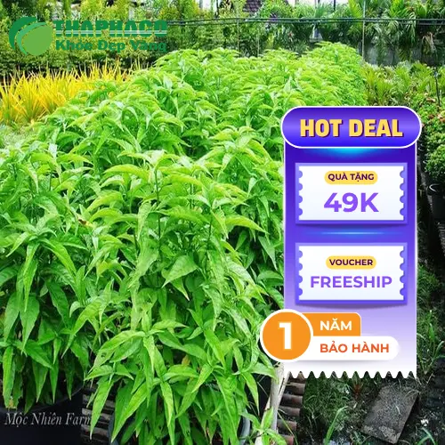 Hướng dẫn chọn mua Hoàn Ngọc khô chất lượng