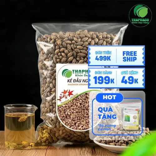 Thương nhĩ tử khô (ké đầu ngựa) tự nhiên