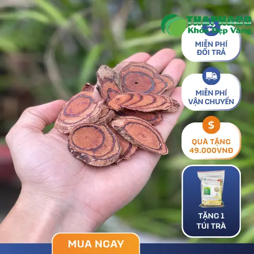 Pha trà Kê Huyết Đằng để uống