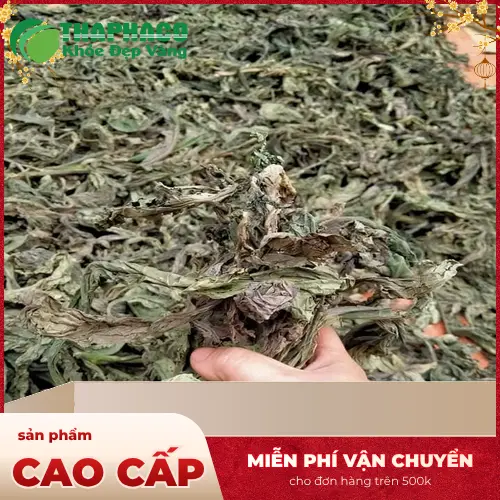 Công dụng Lá Khôi Tía khô hỗ trợ dạ dày