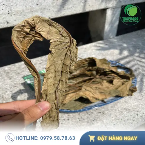 Hình ảnh Lá Khôi Tía còn tươi