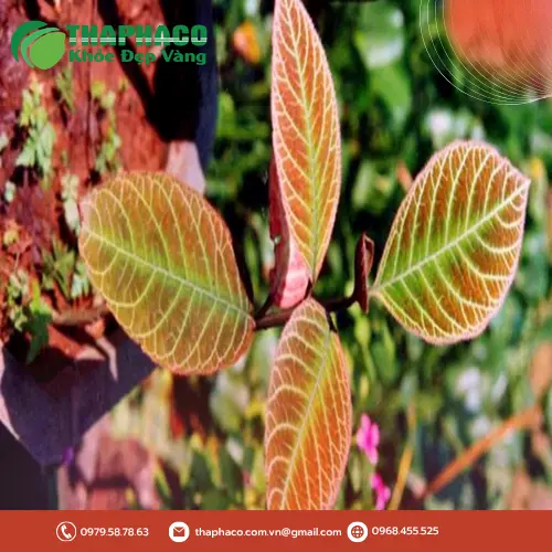 Lá Khôi Tía khô đã được sơ chế sạch sẽ
