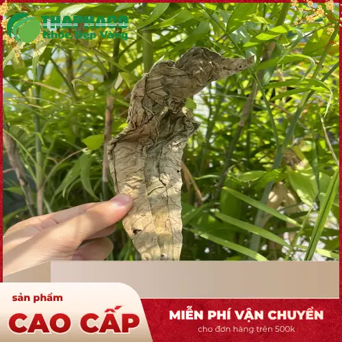 Giải đáp thắc mắc về trà Lá Khôi Tía