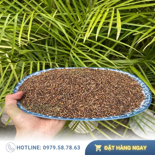 Quy trình tuyển chọn Nụ Vối Khô tại THAPHACO