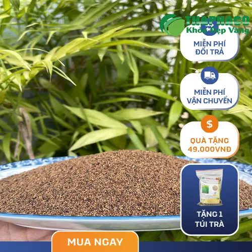 Cách dùng Thỏ Ty Tử sấy khô đúng cách