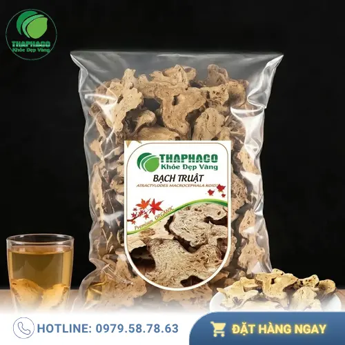 Bạch Truật - dược liệu quý trong Y học cổ truyền