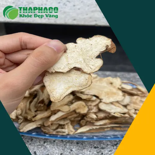 Bạch truật khô nguyên củ tại THAPHACO
