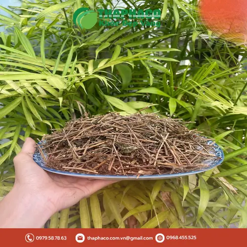 Cách nhận biết cây xấu hổ khô chất lượng