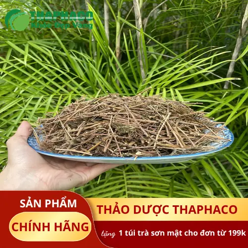 Cách dùng cây xấu hổ khô hiệu quả
