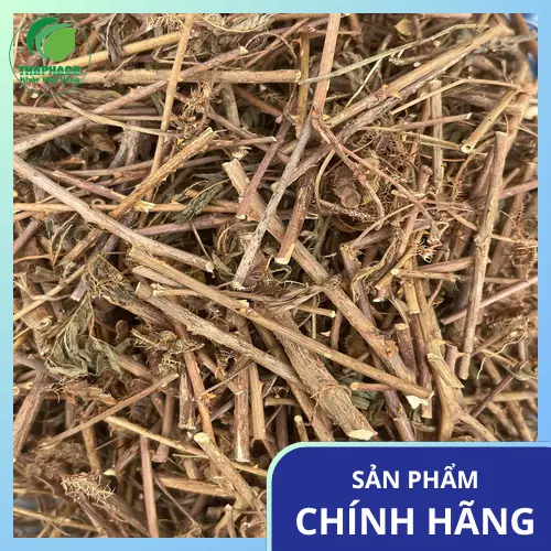 Cách bảo quản cây xấu hổ khô tại nhà
