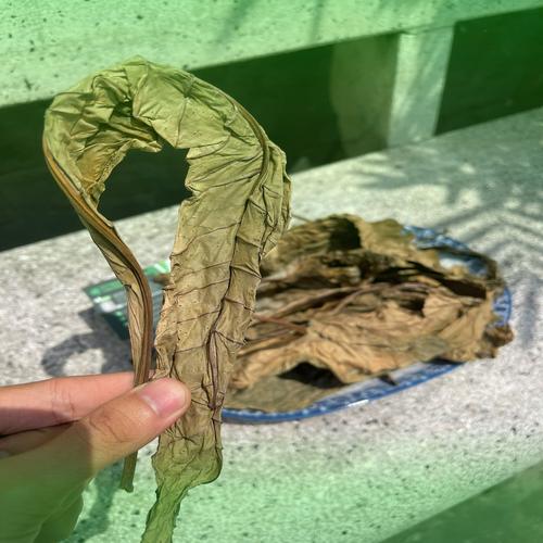 Công dụng hỗ trợ tiêu hóa của lá khôi tía