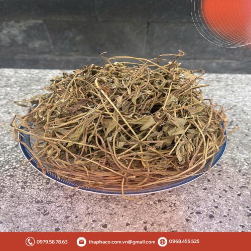 Thu hái và sơ chế cây sài đất làm thảo dược